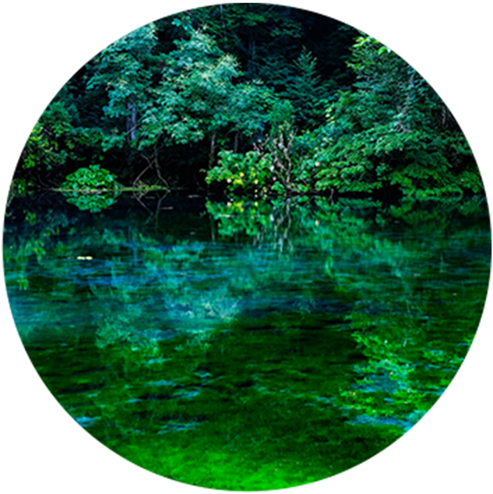 神秘的な森の世界